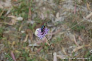 ntana Paradiso-15-05-2014 17-44-41